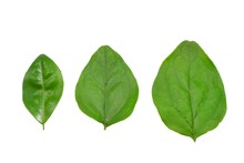 Green Leaves Isolated On White Background. Top View Three Orange Jessamine Leaf (Satin-wood, Cosmetic Bark Tree) ,Space For Text In Template. 