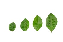 Green Leaves Isolated On White Background. Top View Three Orange Jessamine Leaf (Satin-wood, Cosmetic Bark Tree) ,Space For Text In Template. 