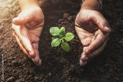 Fotografia plant growing with hand protection and sunshine in garden