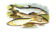 Illustration Of Fish. Vendace, Gwyniad, Grayling