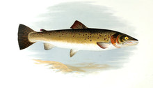 Illustration Of Fish. Trout