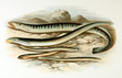 Illustration of fish. lamprey