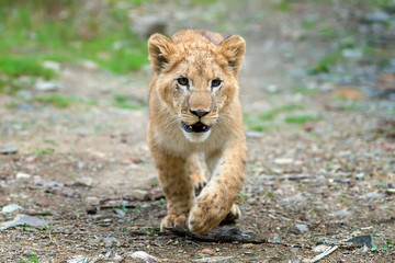 Young lion cub in the wild