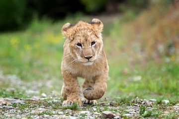 Young lion cub in the wild