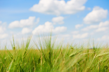  young wheat field closeup as background, bright sun, beautiful summer landscape
