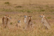 Six Cheetahs in the wilderness of, Masai Mara, Keya