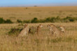 Five Cheetah males in Masai Mara, Keya