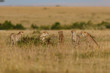 Five Cheetah males and one female behind the grass, Masai Mara, Keya