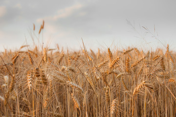  close up on ripe wheat ears on reaping time in middle June