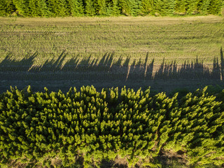 Wall Mural - Above of a green field is removed from the agro-culture between two forests