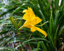 Side View Of A Yellow Lily In The Exclusive Lily Garden
