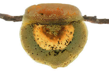 Nest of apis florea consists an embryo, adult and sweet water. Apis florea or dwarf honey bee, is one of two species of small.