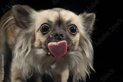 Hund streckt die Zunge raus StockFoto Adobe Stock