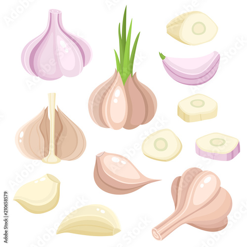 Cuadros en Lienzo Bright vector set of colorful different garlic isolated on white
