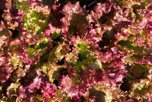 Top View Of A Lush Red Lettuce