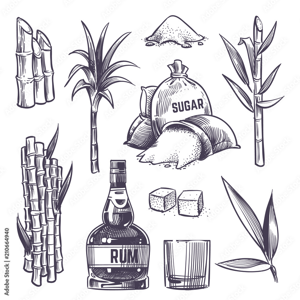 Hand drawn cane leaves, sugar plant stalks, sugarcane farm harvest, glass and bottle of rum. Vector set in vintage engraving style - obrazy, fototapety, plakaty 