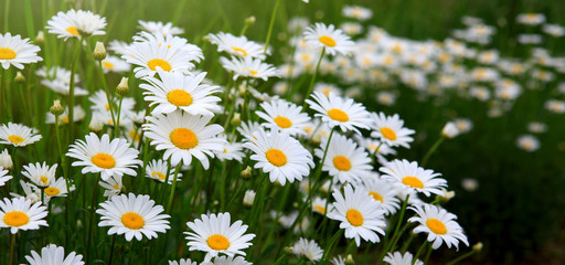 White daisies in the summer day.