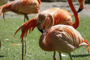 Flamant roses