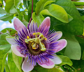 Wall Mural - Summer beauty on the balcony: Violett and white Passiflora Kaiserin Eugenie, x belotii :)