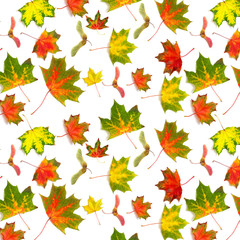 Wall Mural - maple leaf bright on white background