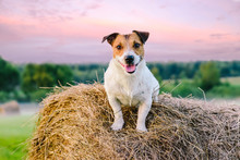 Rustic Scene With Farm Dog On Haystack At Sunset