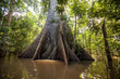 A Sumauma tree (Ceiba pentandra) with  more than 40 meters of height, flooded by the waters of  Negro river in the Amazon rainforest.