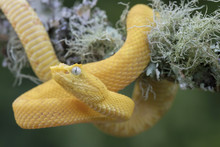 Yellow Eyelash Viper Snake (Bothriechis Schlegelii) Hanging From Lichen Covered Branch