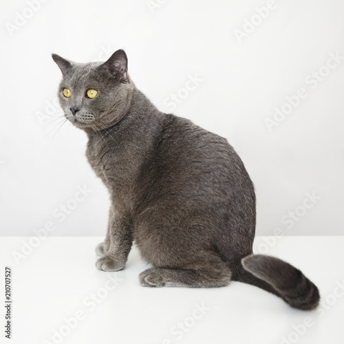 Fotografía Male British cat sitting on a white table