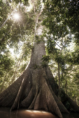 A Sumauma tree (Ceiba pentandra) with  more than 40 meters of height, flooded by the waters of  Negro river in the Amazon rainforest.