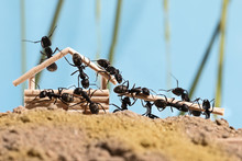 Ants Are Building Wooden House (Lasius Niger)