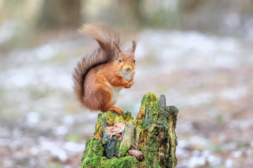 Wall Mural - Observant red squirrel in forest