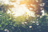 Fototapeta Kwiaty - Flowers in nature with sunlight, vintage filter image