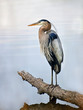 Great Blue Heron standing proudly on a log over looking the Chesapeake bay