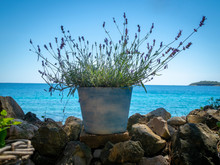 Pot With Lavender With The Sea On Background.
