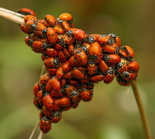 Ladybug Mating