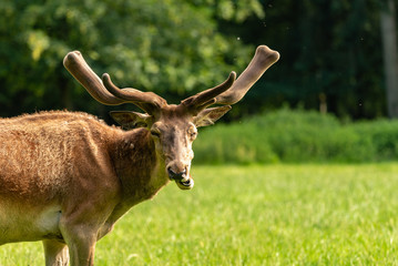 Wall Mural - A potrait of a moose looking in front while eating