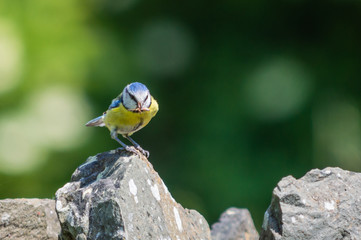 Blue Tit with food in its beak