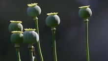 Poppy Pods, A Symbol Of Drug.