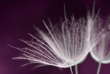 Nature Art -Dandelion Seed