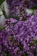 Deep Purple Lilac Bunches In Amsterdam, Netherlands