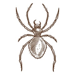 Wall Mural - Black spider eight-legged predatory arachnid with unsegmented body