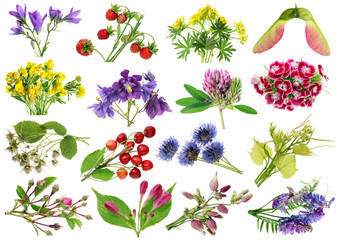 Wall Mural - june summer european wild plants and flowers set. isolated on white studio macro shots.