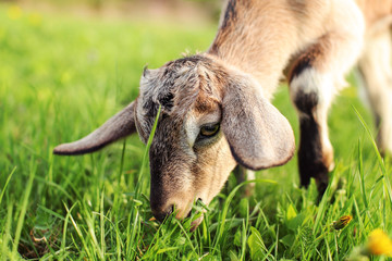 Close up photo on head of brown goat kid grazing, eating grass.