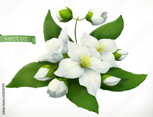 Jasmine. 3d realistic vector icon Poster Mural XXL
