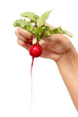 Canvas Print - Red radish with leaves in hand on a white background