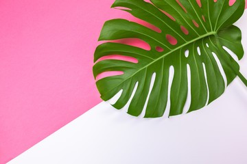 Sticker - Fashion background with Monstera leaf