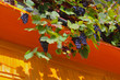 blaue Weintrauben an Holzwand hängend Sonnenschein