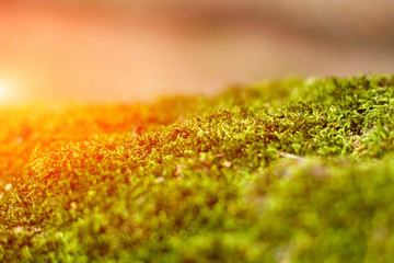 green natural moss with natural rays of sun light, grunge texture, background. shallow focus. macro 