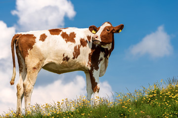 Calf on a Mountain Summer Pasture