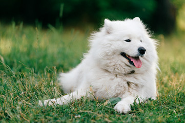 Adorable amazing white fluffy happy samoyed puppy lying on grass outdoor at nature in summer.  Portrait of beautiful purebred dog relaxing on field.  Lovely furry smiling pet on meadow.